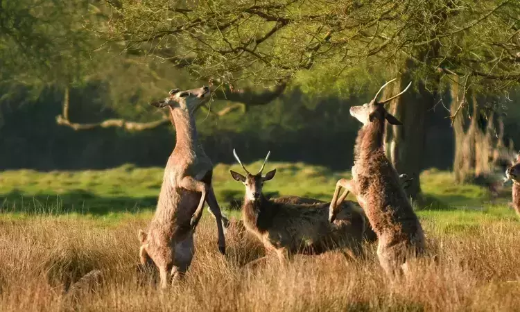 Deer eating in Bushy Park